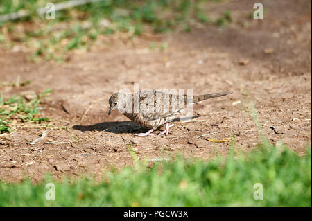 Inca Dove (Columbina inca) searching for insects, Jocotopec, Jalisco ...