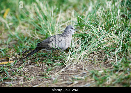 Inca Dove (Columbina inca) searching for insects, Jocotopec, Jalisco ...