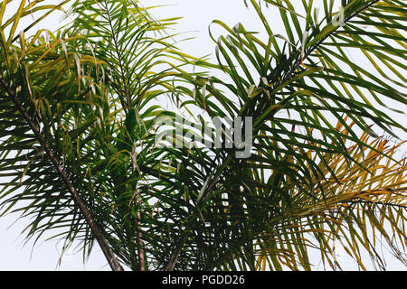 Young Palm Tree Fronds Close Up in Nature Stock Photo