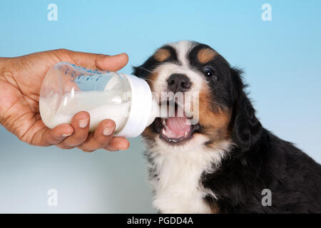 does a 7 week old puppy need milk