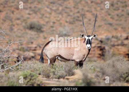 Gemsbok in Karoo National Park, South Africa. Stock Photo