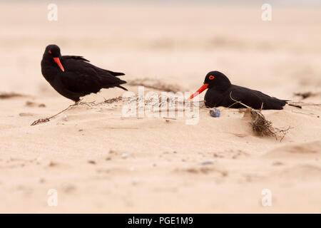 African Oyster Catcher (Haematopus moquini), Robberg Nature Reserve, South Africa. Stock Photo