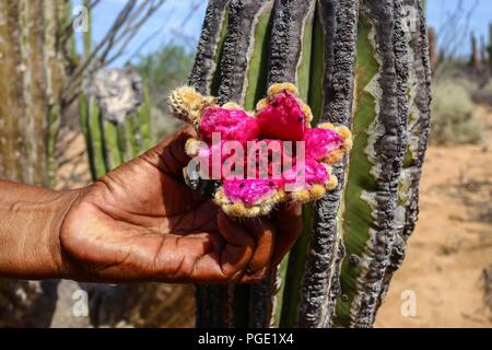 Native women of the Comcaac tribe or Series in the search of Pitahaya in the Sahuaros and desert cactus of Desemboque Sonora Mexico. Indians of Mexico Stock Photo