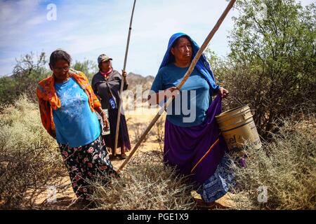 Native women of the Comcaac tribe or Series in the search of Pitahaya in the Sahuaros and desert cactus of Desemboque Sonora Mexico. Indians of Mexico Stock Photo
