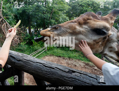 Bangkok, Thailand. 24th Aug, 2018. A woman feed a giraffe at Dusit Zoo in Bangkok, Thailand on August 24, 2018. Zoo-goers have more time to say goodbye to animals as Dusit Zoo as its closing date is moved from the end of this month to September 30, 2018 after 80 years operating. Credit: Chaiwat Subprasom/Pacific Press/Alamy Live News Stock Photo