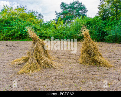 bundled hay stacks on the field in a nature landscape Stock Photo