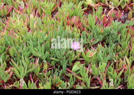 Succulent Ground Cover with a lone bloom Stock Photo