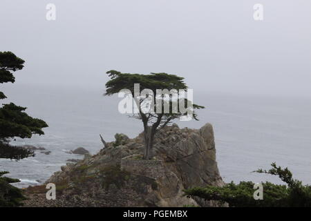 Foggy California coastline along 17-mile drive. Stock Photo