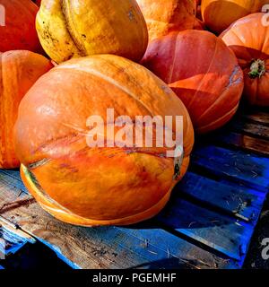 Large orange pumpkins on a blue wooden pallet Stock Photo