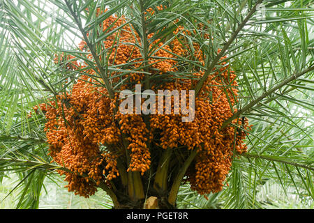 Bunches of ripe dates growing on date palm tree. Dhaka, Bangladesh. Stock Photo