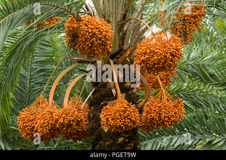 Bunches of ripe dates growing on date palm tree. Dhaka, Bangladesh. Stock Photo