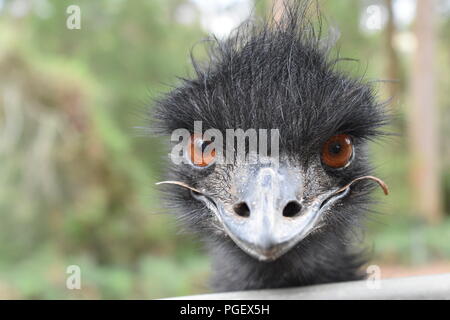 Close up of an emu, in Western Australia Stock Photo