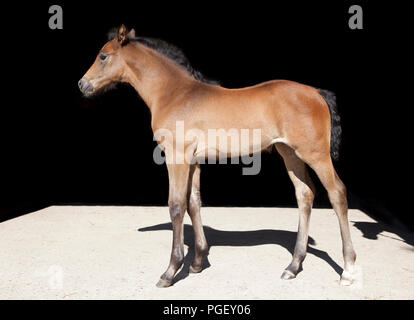 a young Holsteiner foal from the side Photographed in front of black background Stock Photo