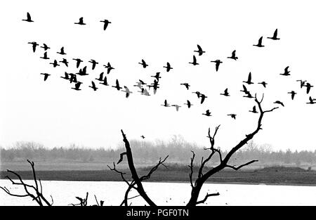 A flight of geese take off from Rutland Water in Leicestershire. They are silhouetted against a blank sky and a dead tree is in the foreground. Vintage black and white photograph Stock Photo