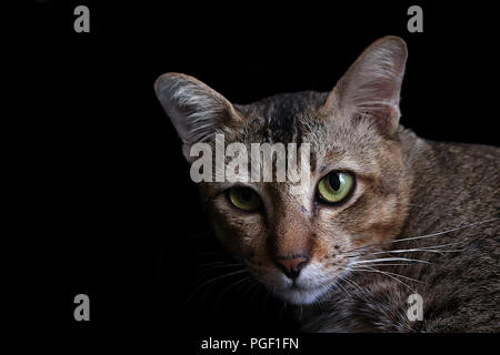 A striped feline peers at me from the shadows, its watchful eyes gleaming with curiosity. Stock Photo