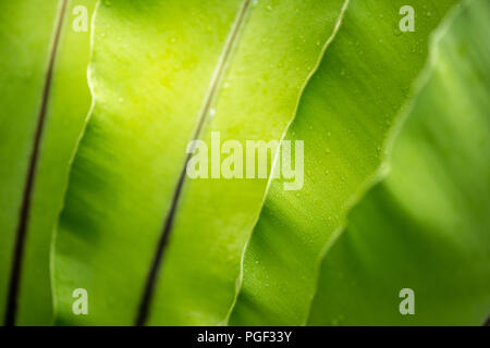 green leave with water drops, bird's nest fern Stock Photo