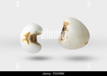 millet on gray color background and clipping path. Stock Photo