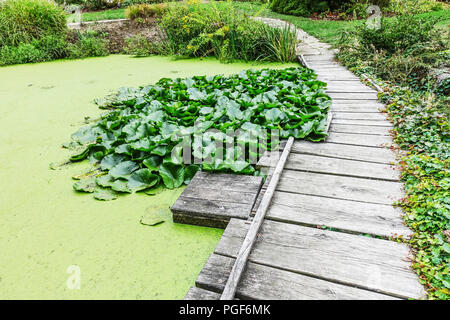 Wooden garden path around the garden pond, duckweed-covered pond, collecting rainwater, garden pond path Stock Photo