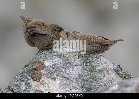 St Kilda wren chick on a stone wall being fed by an adult behind Main Street on Hirta Outer Hebrides Stock Photo
