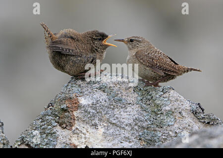 St Kilda wren chick on a stone wall being fed by an adult behind Main Street on Hirta Outer Hebrides Stock Photo