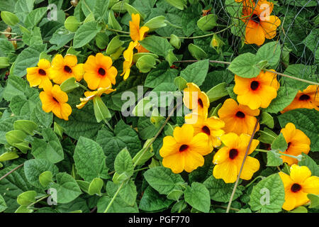 Thunbergia alata, Black-eyed Susan vine, annual climbers flowers Stock Photo