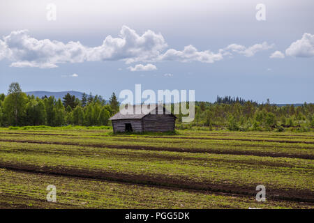 Lapland Finland, old barn on a field in northern lapland on summer day Stock Photo