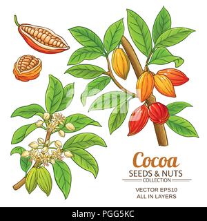 cocoa plant  vector set on white background Stock Vector