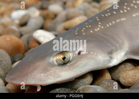A starry smooth-hound, Mustelus asterias, caught on rod and line on Chesil beach and photographed before release. The starry smooth-hound is a species Stock Photo