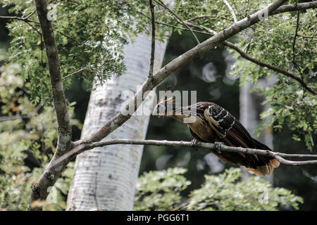 Hoatzin (Opisthocomus hoazin) bird perched in tree in Pacaya-Samiria National Reserve, Amazon, Peru Stock Photo