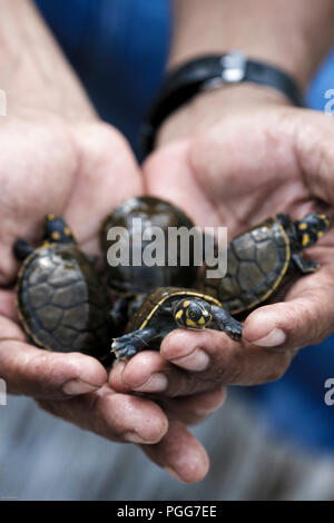 Man holding baby yellow spotted Amazon river turtles ((Podocnemis unifilis) in the Amazon, Peru Stock Photo