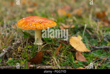 ed mushroom and leaves on grass in autumn with copy space Stock Photo