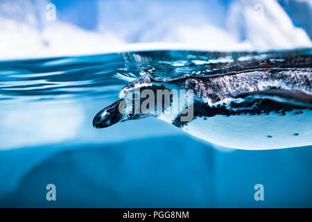 Humboldt Penguin (Spheniscus humboldti) also termed Peruvian Penguin, or Patranca, swimming in the clear water. Stock Photo