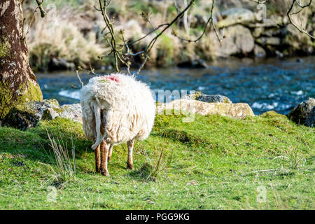 Sheep grazing in Welsh landscape close to the river. Stock Photo