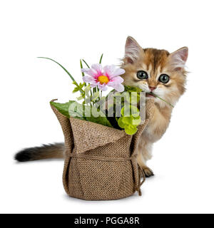 Super sweet golden British Longhair cat kitten with big green eyes, sitting behind a fake flower pot looking adorable to camera isolated on white back Stock Photo