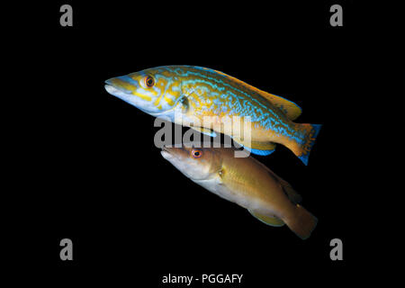 Male and female Cuckoo wrasse (Labrus mixtus) Stock Photo