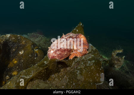 Northern octopus, Horned octopus or Curled octopus (Eledone cirrhosa) sits on the Laminaria Stock Photo