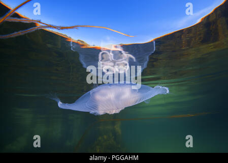 Moon jellyfish, Common jellyfish, Moon jelly, or Saucer jelly (Aurelia aurita) is reflected off the water surface Stock Photo