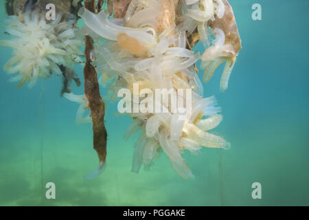 Hanging Gardens of Aegir (Ægir) - colony of Transparent sea squirt or Yellow Sea Squirt (Ciona intestinalis, Ascidia intestinalis) Stock Photo