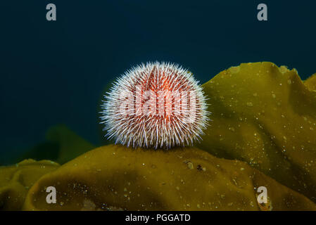 European edible sea urchin or common sea urchin (Echinus esculentus) sits on the Laminaria Stock Photo