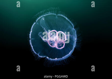 Moon jellyfish, Common jellyfish, Moon jelly, or Saucer jelly (Aurelia aurita) Stock Photo