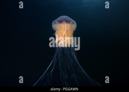 Lion's mane jellyfish (Cyanea capillata, Cyanea arctica)