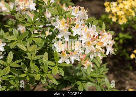 Rhododendron daviesii flowering an English spring garden, England, UK Stock Photo
