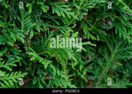 Close-up of a thuja hedge Stock Photo