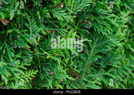 Close-up of a thuja hedge Stock Photo