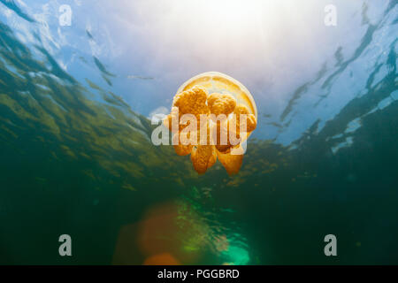 Underwater photo of endemic golden jellyfish in lake at Palau. Stock Photo