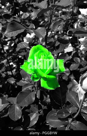 Colorful green rose blossom in a sea of black and white leaves - Blooming flowers in the garden Stock Photo
