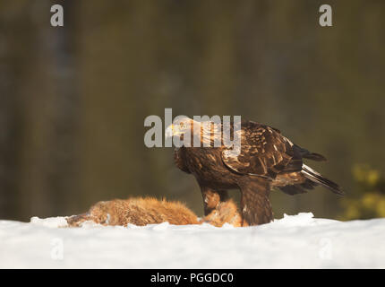 Golden Eagle (Aquila chrysaetos) feeding on a dead red Fox in winter, Norway. Stock Photo