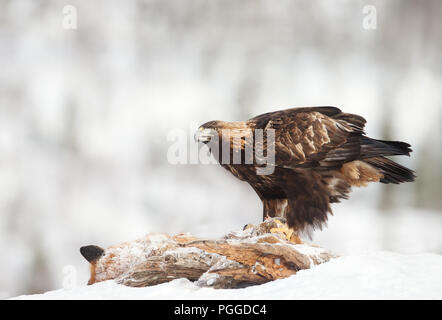 Golden Eagle (Aquila chrysaetos) feeding on a dead red Fox in winter, Norway. Stock Photo