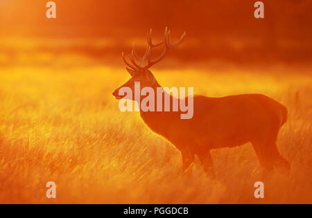 Red deer standing in grass at dawn in autumn, UK. Stock Photo