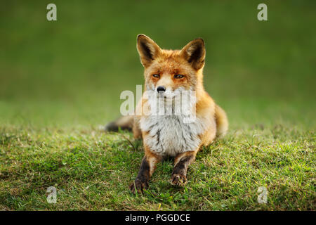 Close up of a red fox lying on the grass in summer. Stock Photo